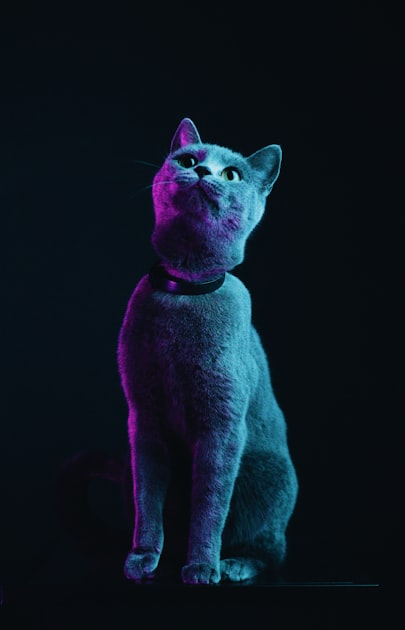 猫的日常护理