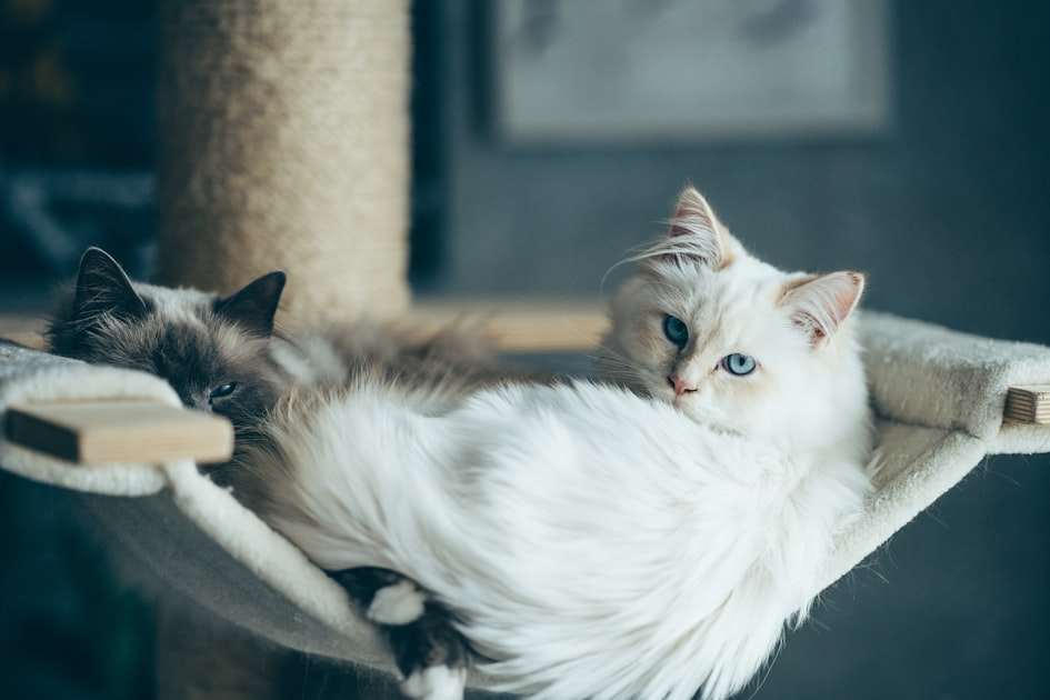 猫的训练技巧