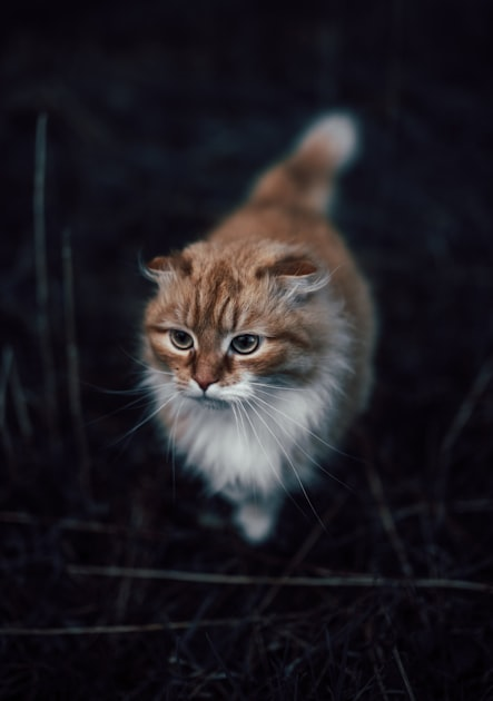 猫的健康检查