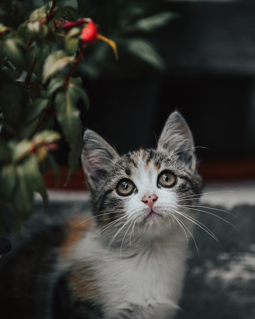 猫的玩具推荐