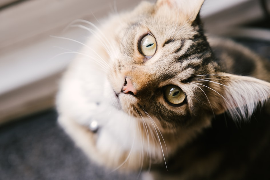猫的品种介绍